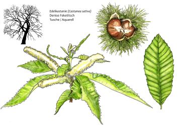 Edelkastanie