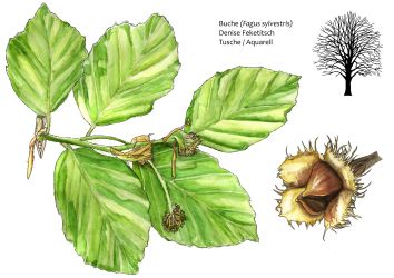 Buche
