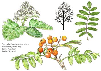 Eberesche und Mehlbeere