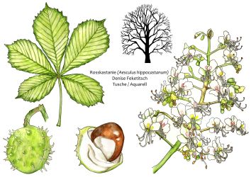 Rosskastanie