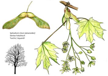 Spitzahorn