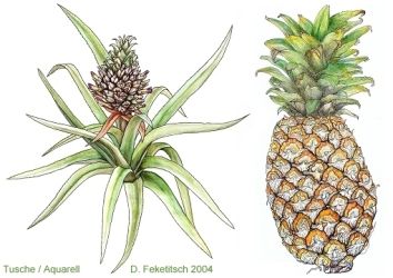 Ananas