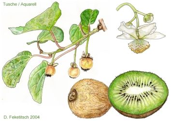 Kiwi